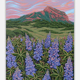 Crested Butte Lupine