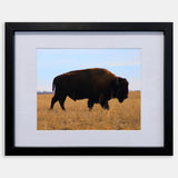 Down to Earth (Framed)