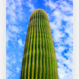 Close Up of a Saguaro
