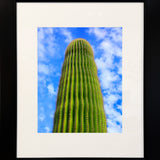 Close Up of a Saguaro (Framed)