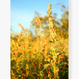 Spring in the Mojave