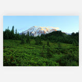 The Evergreen