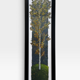 Lone Aspen